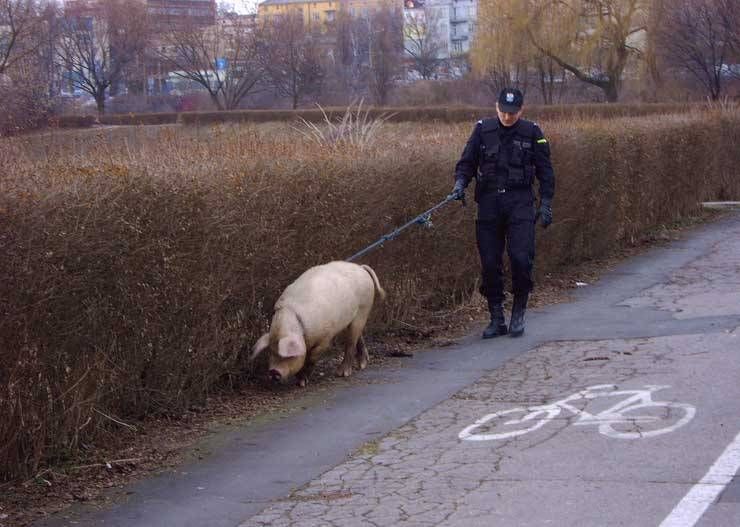 policejni_prase.jpg